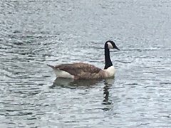 Branta canadensis