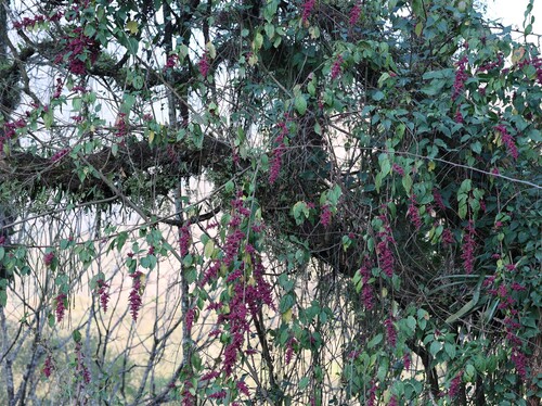 Image of Chamissoa altissima by (c) Andrea Gantzer, some rights reserved (CC BY)