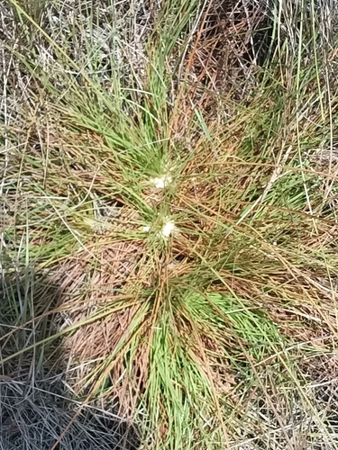 Bulbostylis lanata (Bulbostylis lanata)