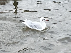 Chroicocephalus ridibundus