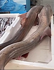 Blackspotted Smooth-Hound photo 2