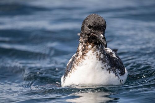 Petrel damero (Daption capense)
