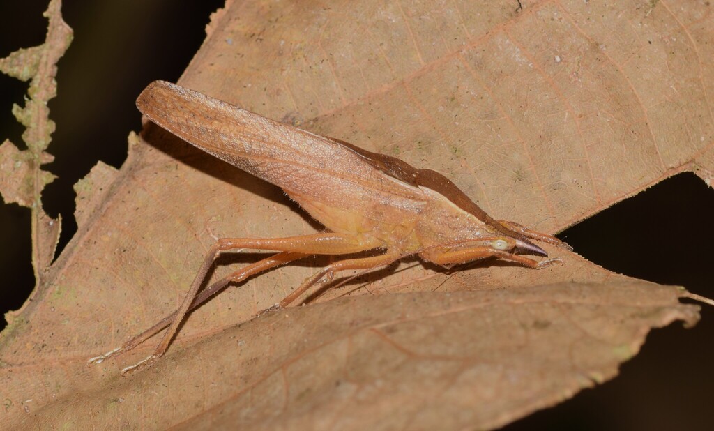 Pyrgocorypha rogersi