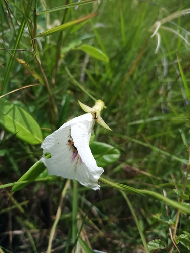 Clitoria falcata, photograph 1