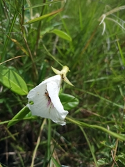 Clitoria falcata, photograph (c) Guillaume Delaitre, some rights reserved (CC BY)