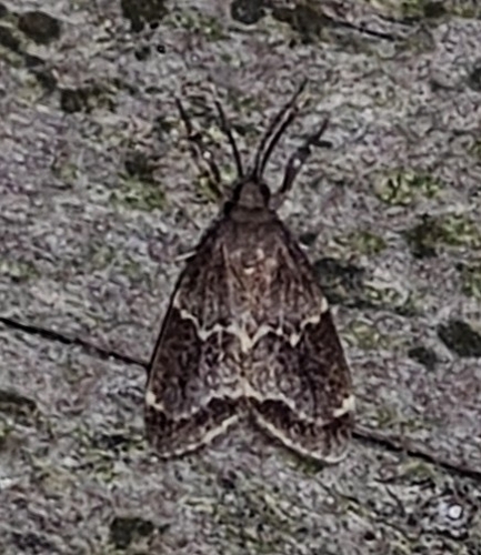 Talara bombycia