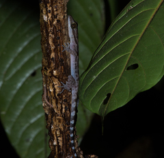 Cyrtodactylus pubisulcus