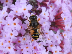 Eristalis horticola