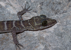 Cyrtodactylus consobrinus