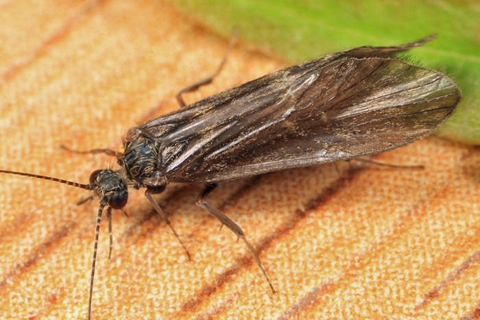 Rhyacophiloidea
