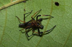 Parabathippus petrae