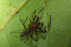 Parabathippus petrae