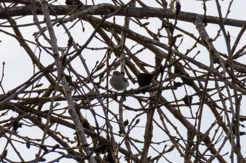 iNaturalist observation photo of Bushtit