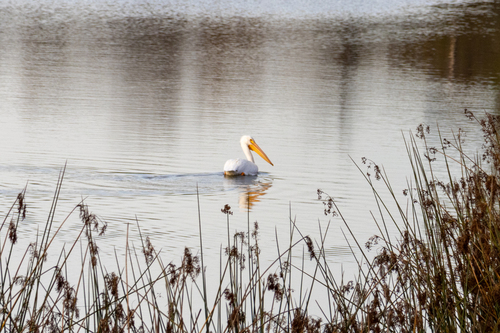 iNaturalist observation photo of American White Pelican