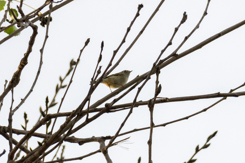 iNaturalist observation photo of Ruby-crowned Kinglet