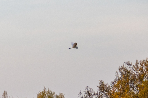 iNaturalist observation photo of Great Egret
