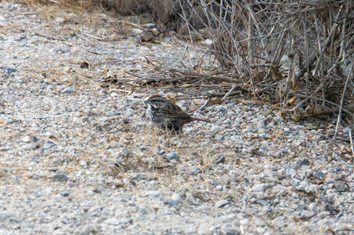 iNaturalist observation photo of Song Sparrow