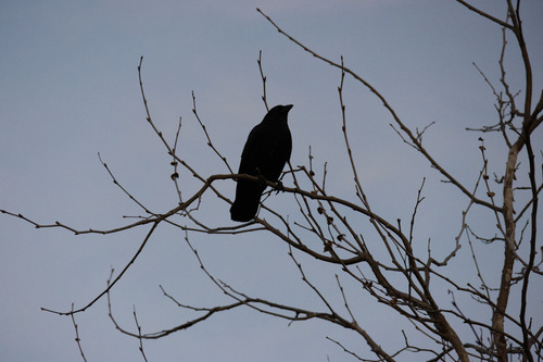 iNaturalist observation photo of American Crow