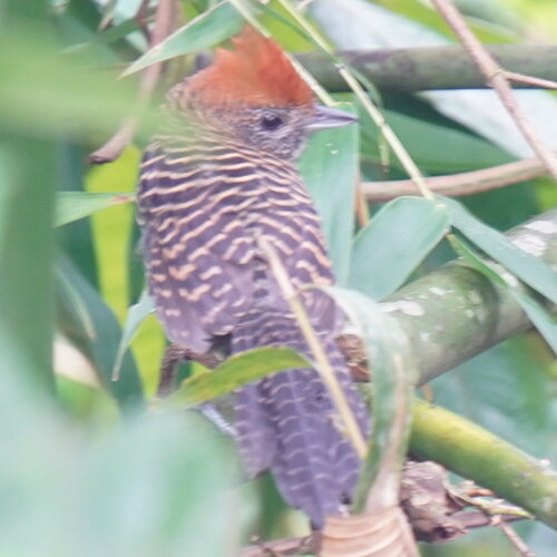 borralhara (Mackenziaena severa)