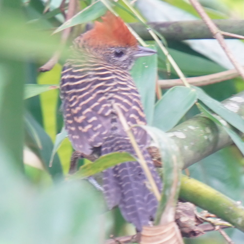 Tufted Antshrike (Mackenziaena severa), photo 3