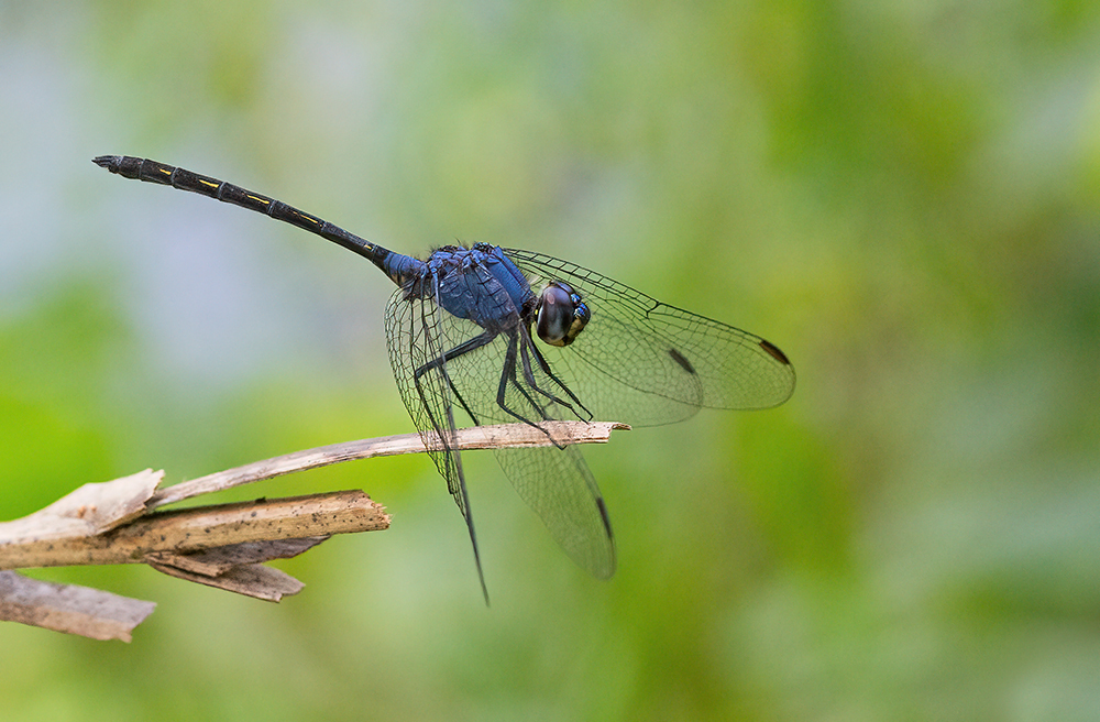 Hairy-legged Dropwing