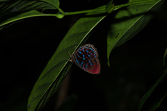 Paralaxita damajanti