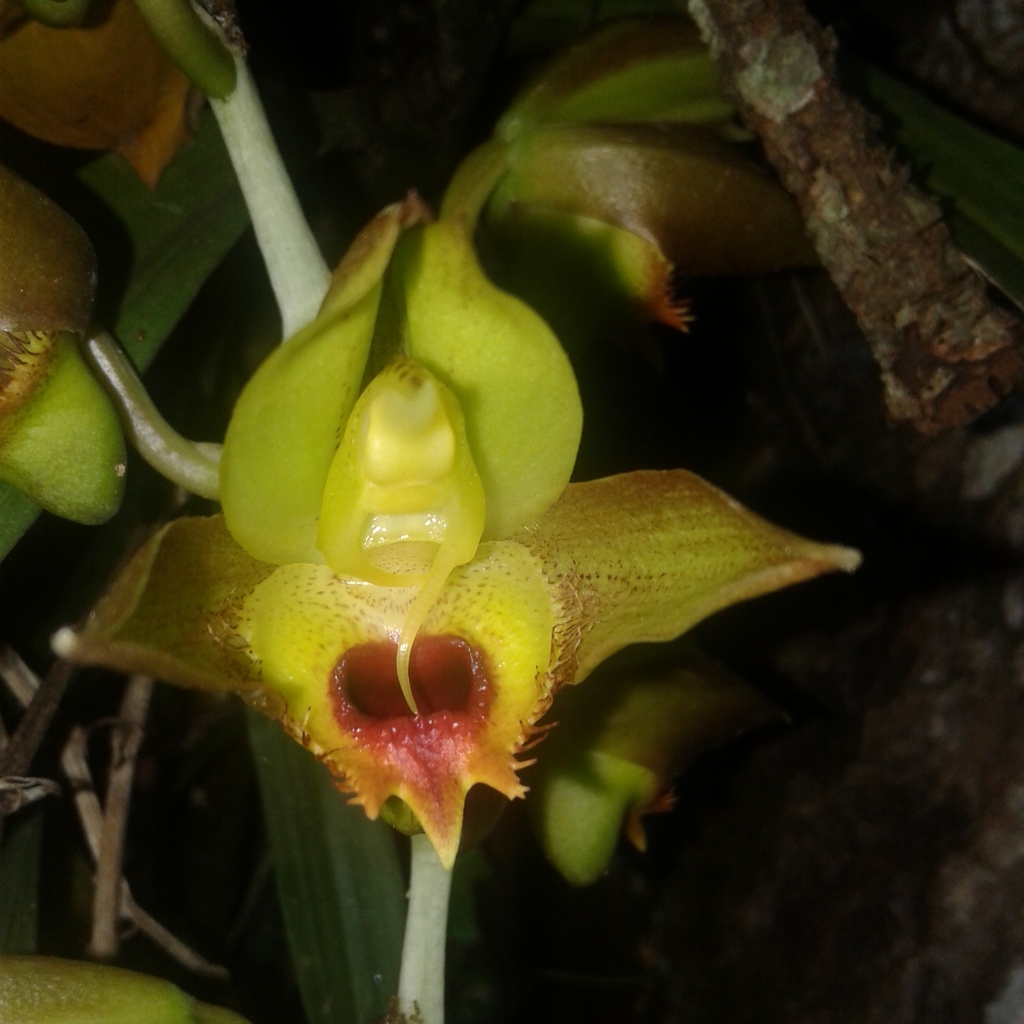 Catasetum × altaflorestense
