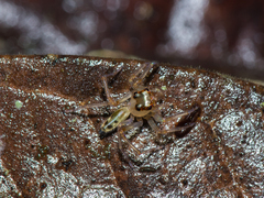 Parabathippus petrae