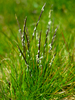 Matgrass - Photo (c) frahome, some rights reserved (CC BY-NC), uploaded by frahome
