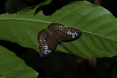 Tanaecia cocytina ambalika