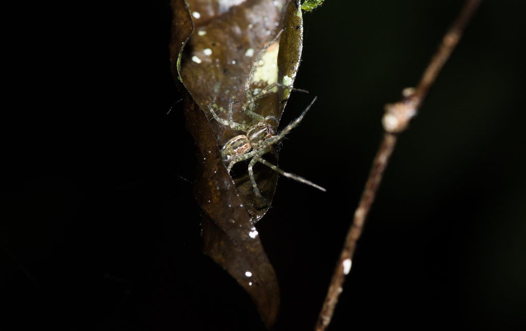 Sphedanus