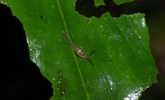 Ostracolethinae