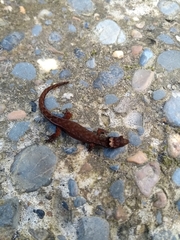 Lepidoblepharis