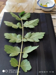 Koelreuteria paniculata