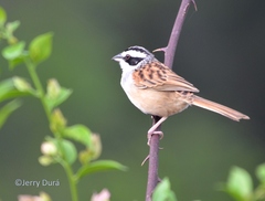 Stripe-Headed Sparrow photo 2