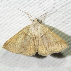 Ptichodis ovalis