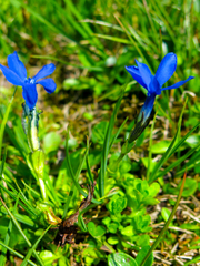 Gentiana bavarica