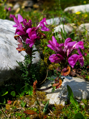 Pedicularis rostratocapitata