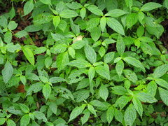 Impatiens tayemonii