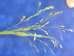 Panicum miliaceum ruderale