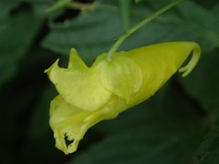 Impatiens tayemonii