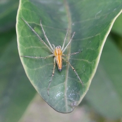 Oxyopes