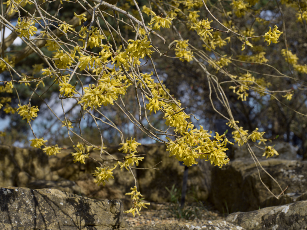 Giraldi's Forsythia