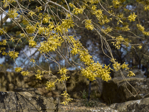 Giraldi's Forsythia (Forsythia giraldiana)