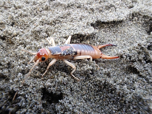 Shore earwig