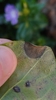 Ascochyta vincae - Photo (c) Andy Donegan, some rights reserved (CC BY-NC), uploaded by Andy Donegan