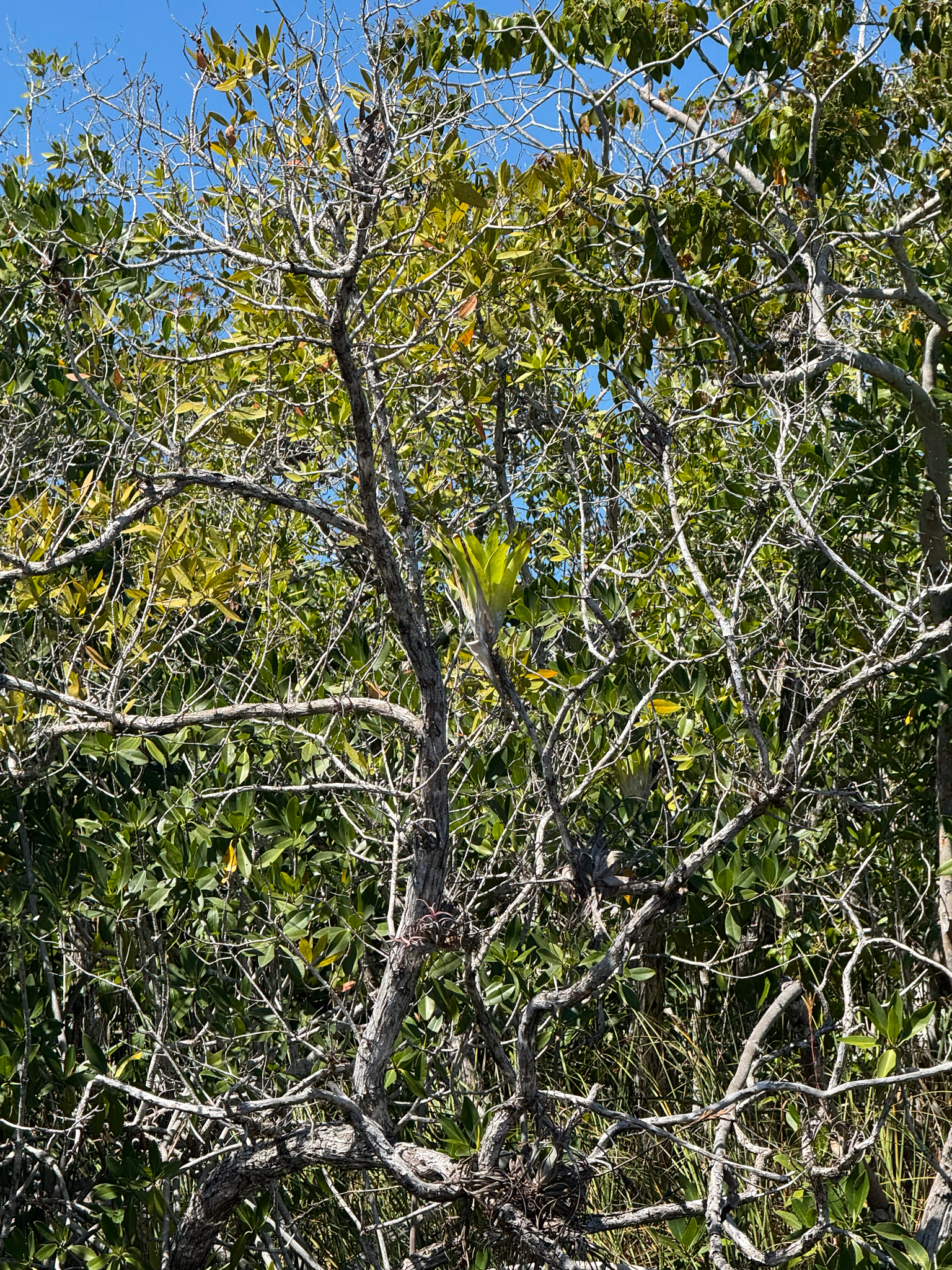 Imagem de Gravatá-do-mato