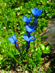 Gentiana bavarica
