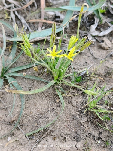 Granatelli’s Gagea (Gagea granatellii)