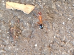 Camponotus nylanderi